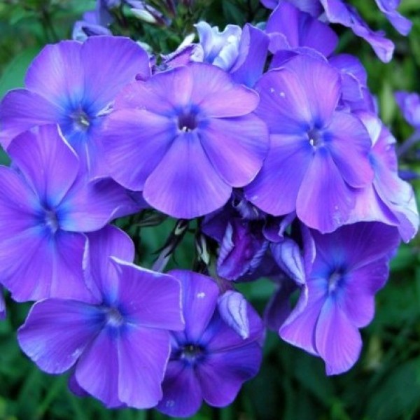 Omaxe Phlox Beauty Blue seeds